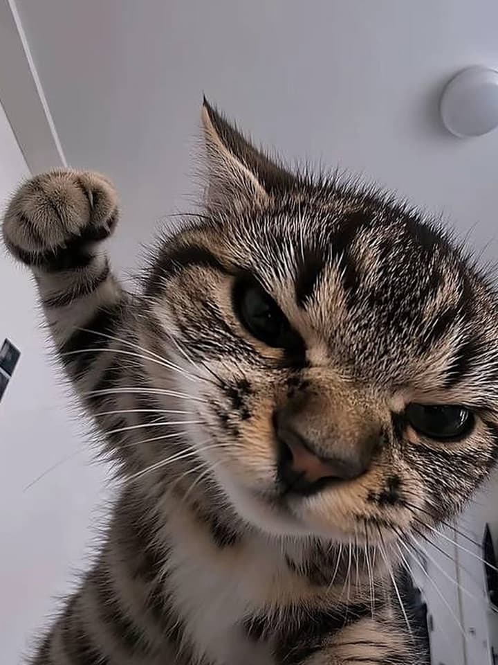 Gato rajado debruçado sobre a câmera com olhos apertados de mau humor, uma pata fechada como punho e erguida para socar