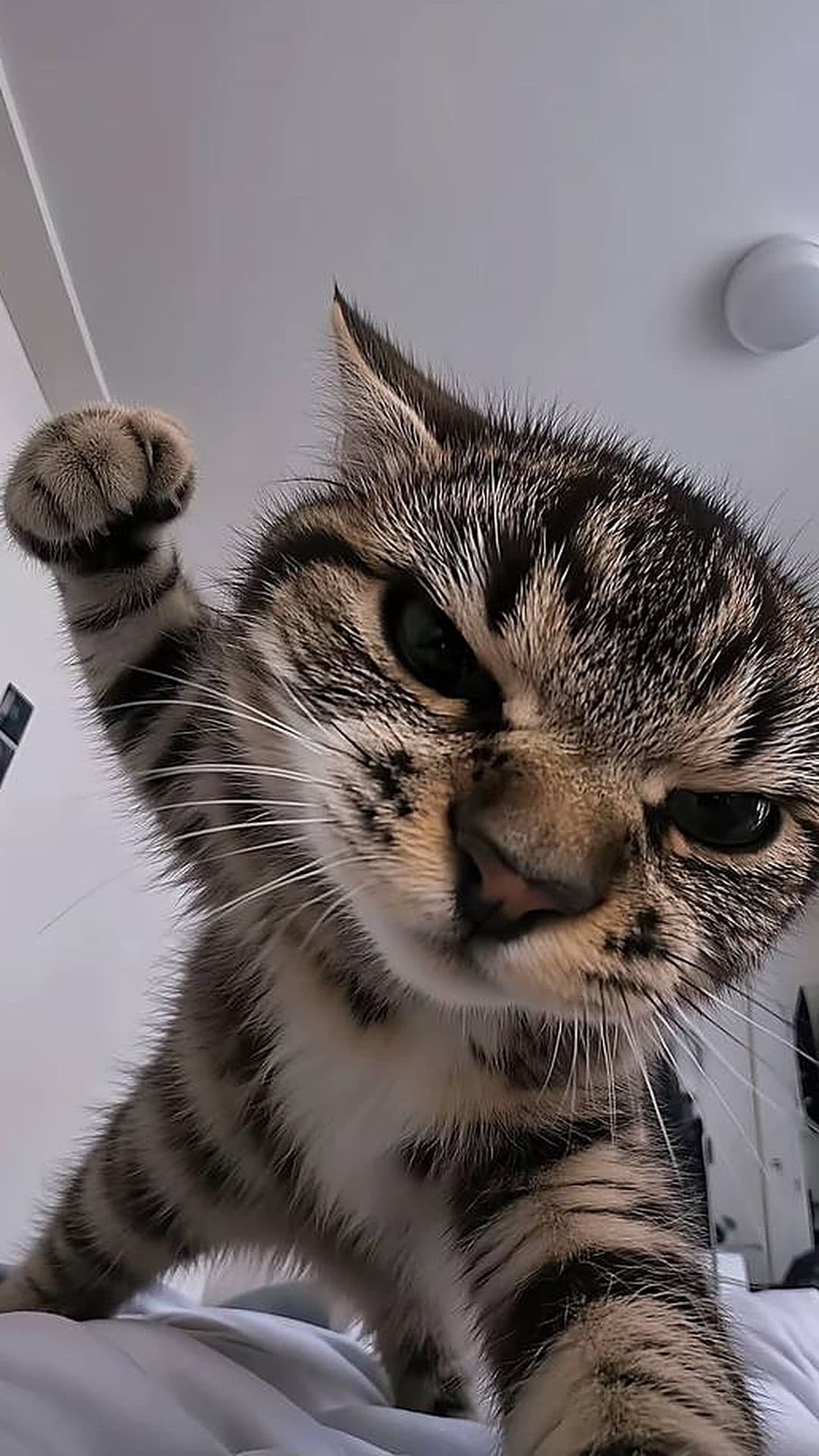 Getigerte Katze beugt sich mit grimmig zusammengekniffenen Augen über die Kamera, eine Pfote zur Faust geballt und zum Schlag erhoben